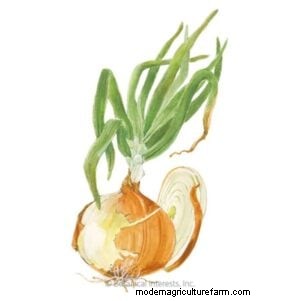 The Complete Guide to Planting Onion Sets: From Soil Preparation to Harvest
