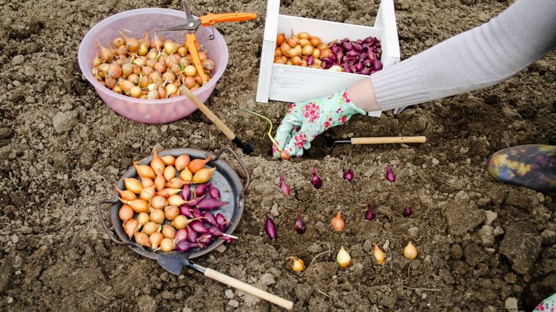 The Complete Guide to Planting Onion Sets: From Soil Preparation to Harvest