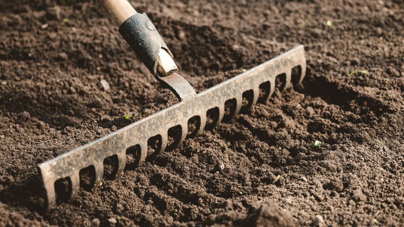 The Complete Guide to Planting Onion Sets: From Soil Preparation to Harvest