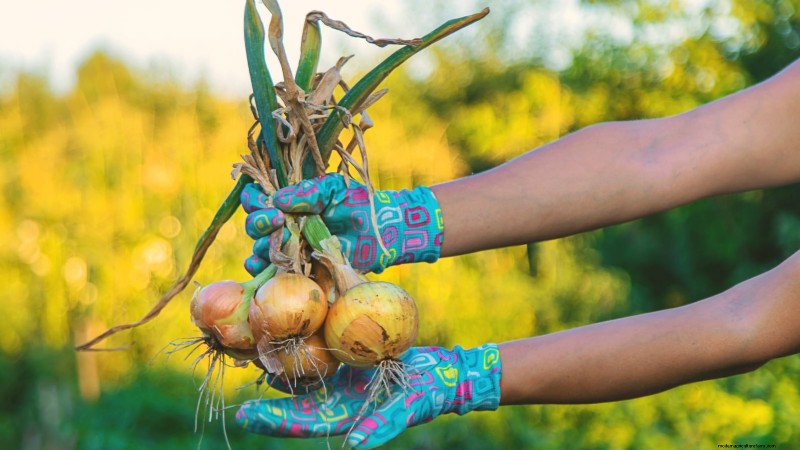 The Complete Guide to Planting Onion Sets: From Soil Preparation to Harvest
