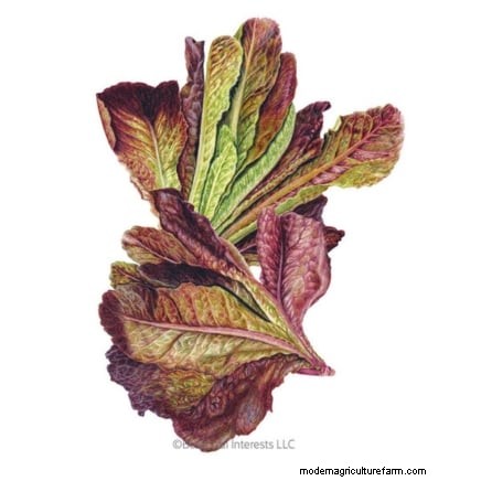 Plant a Salad Garden in January: Expert Tips for Winter Greens