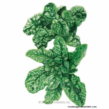Plant a Salad Garden in January: Expert Tips for Winter Greens