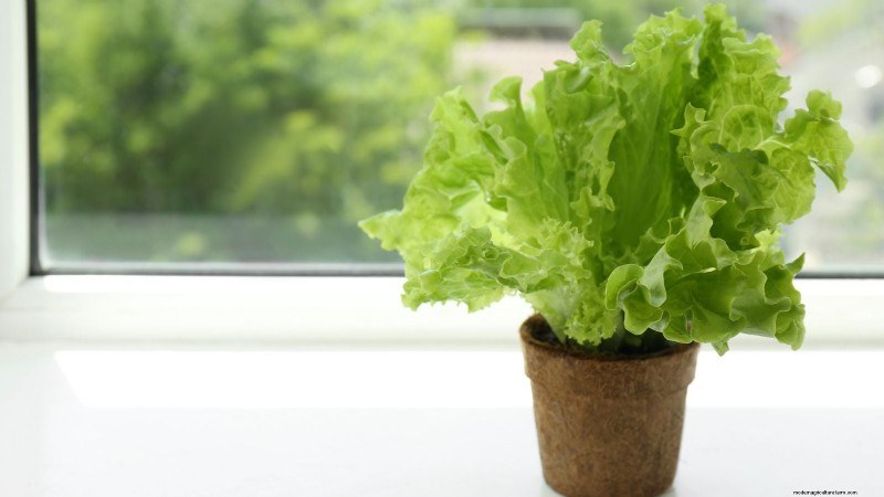 Plant a Salad Garden in January: Expert Tips for Winter Greens