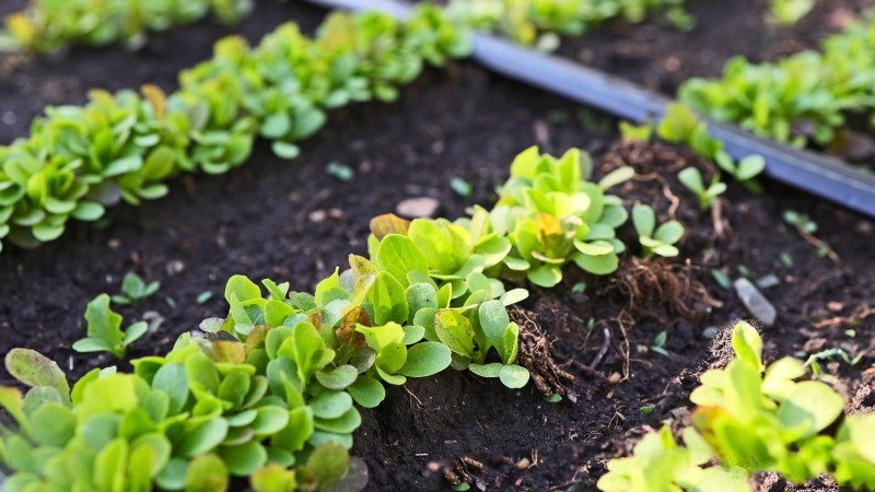 Plant a Salad Garden in January: Expert Tips for Winter Greens