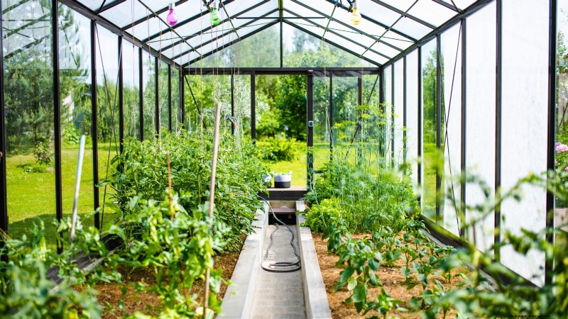 Plant a Salad Garden in January: Expert Tips for Winter Greens