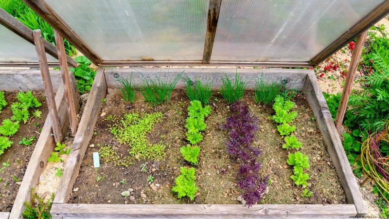 Plant a Salad Garden in January: Expert Tips for Winter Greens