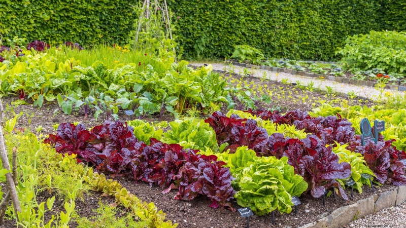 Plant a Salad Garden in January: Expert Tips for Winter Greens