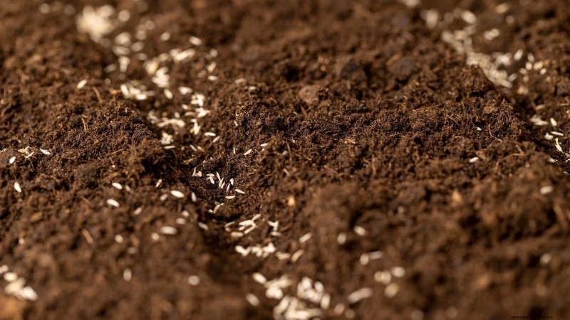 Plant a Salad Garden in January: Expert Tips for Winter Greens