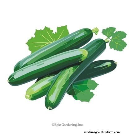 5 Common Causes of Bitter Cucumber Flavors (And How to Fix Them)