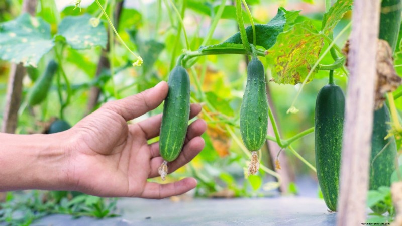 5 Common Causes of Bitter Cucumber Flavors (And How to Fix Them)