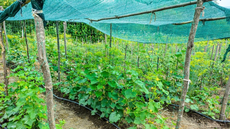 5 Common Causes of Bitter Cucumber Flavors (And How to Fix Them)