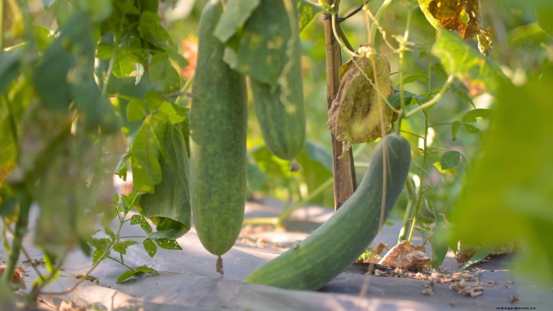 5 Common Causes of Bitter Cucumber Flavors (And How to Fix Them)