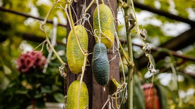 5 Common Causes of Bitter Cucumber Flavors (And How to Fix Them)