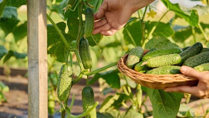 5 Common Causes of Bitter Cucumber Flavors (And How to Fix Them)