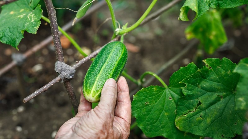 5 Common Causes of Bitter Cucumber Flavors (And How to Fix Them)