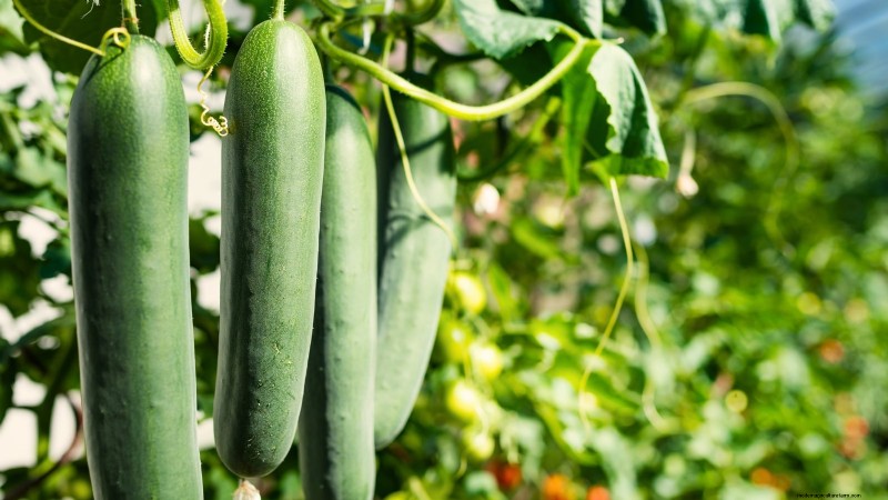 5 Common Causes of Bitter Cucumber Flavors (And How to Fix Them)