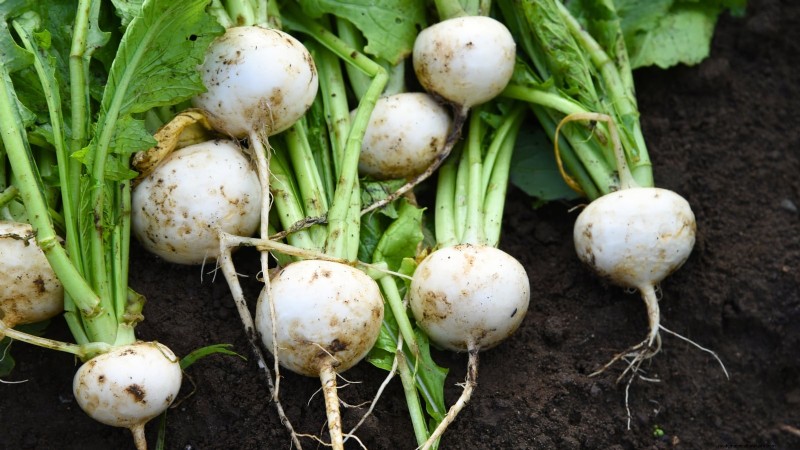 Plant These 9 Root Vegetables in September for a Bountiful Thanksgiving