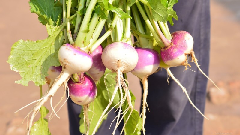 Plant These 9 Root Vegetables in September for a Bountiful Thanksgiving