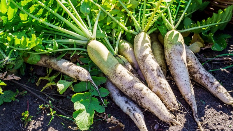Plant These 9 Root Vegetables in September for a Bountiful Thanksgiving
