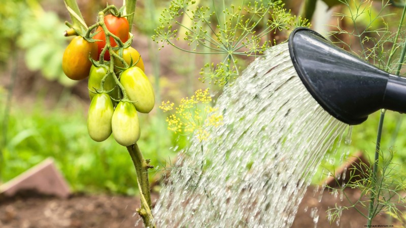 Speed Up Tomato Ripening Before Frost: 7 Proven Techniques