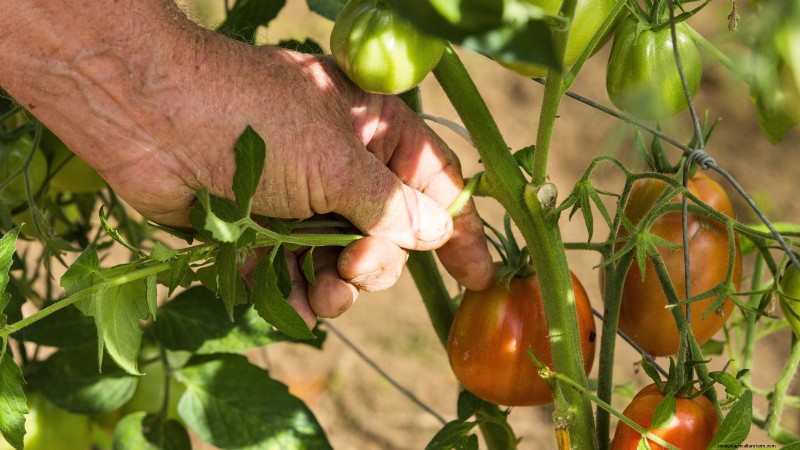 Speed Up Tomato Ripening Before Frost: 7 Proven Techniques