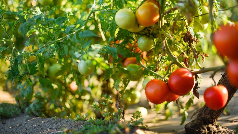 Speed Up Tomato Ripening Before Frost: 7 Proven Techniques