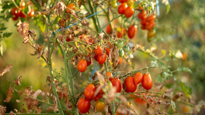Speed Up Tomato Ripening Before Frost: 7 Proven Techniques