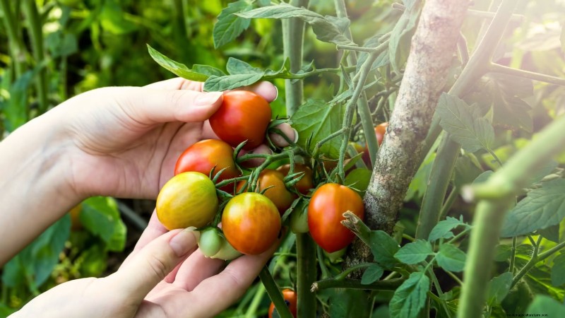 Speed Up Tomato Ripening Before Frost: 7 Proven Techniques
