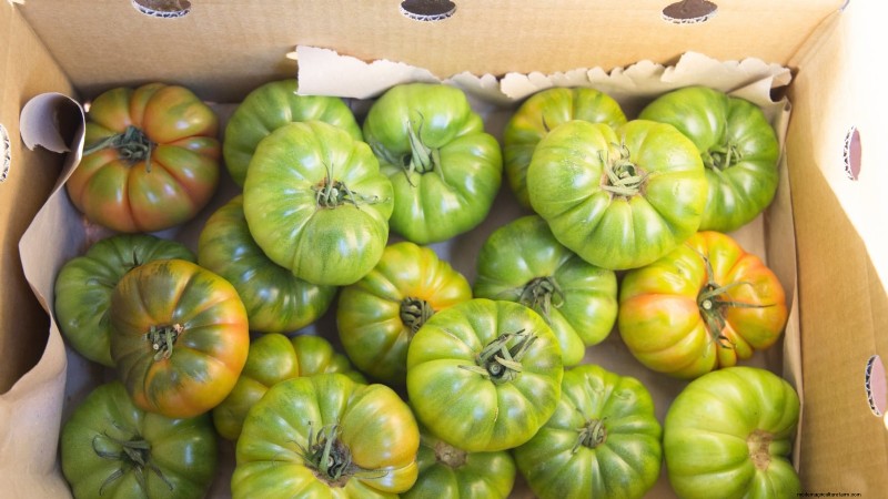 Speed Up Tomato Ripening Before Frost: 7 Proven Techniques