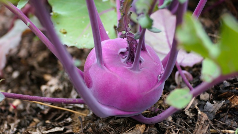 13 Best September Greenhouse Crops for a Winter Harvest