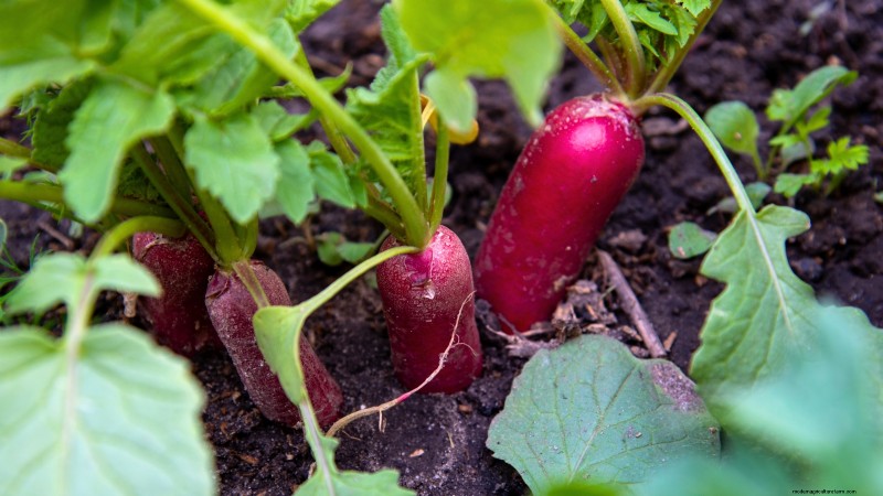 13 Best September Greenhouse Crops for a Winter Harvest