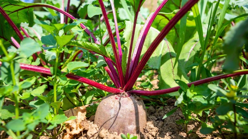 13 Best September Greenhouse Crops for a Winter Harvest
