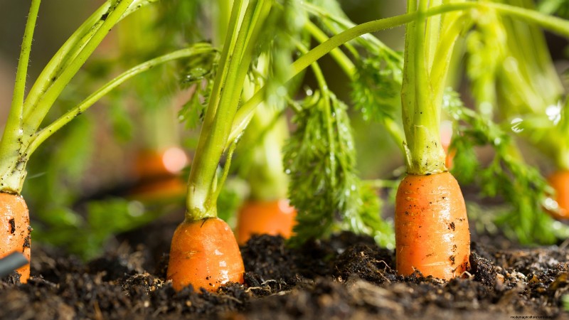 13 Best September Greenhouse Crops for a Winter Harvest