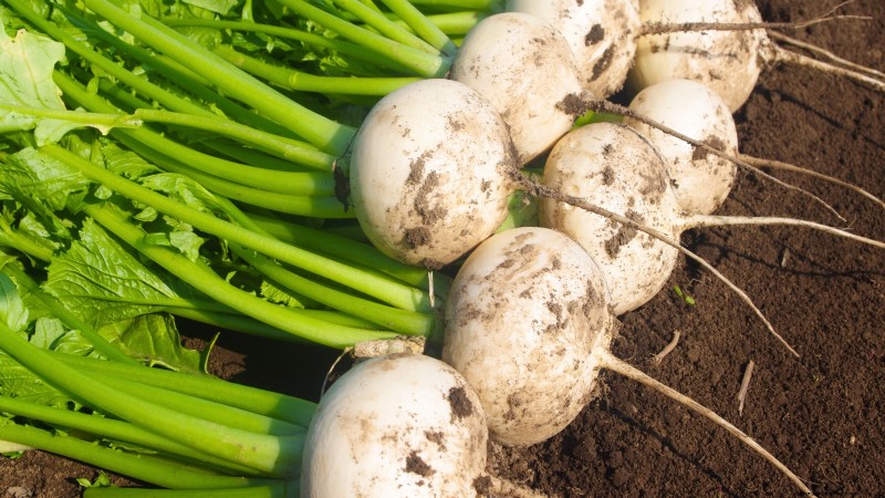 13 Best September Greenhouse Crops for a Winter Harvest