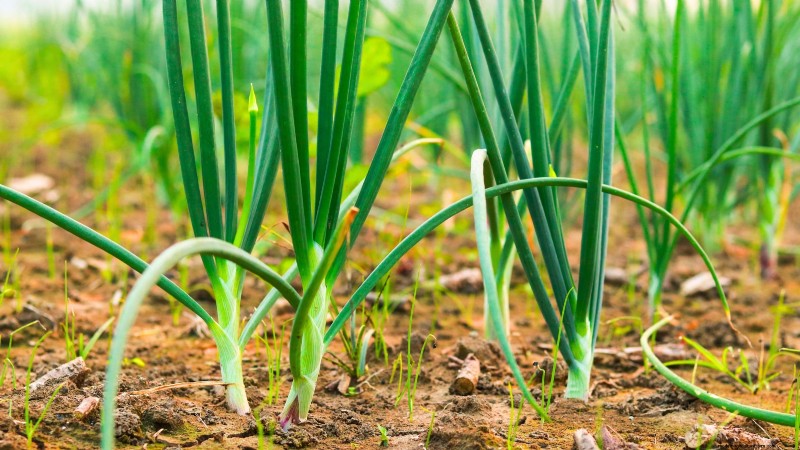 13 Best September Greenhouse Crops for a Winter Harvest