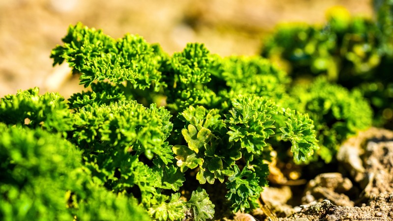 13 Best September Greenhouse Crops for a Winter Harvest