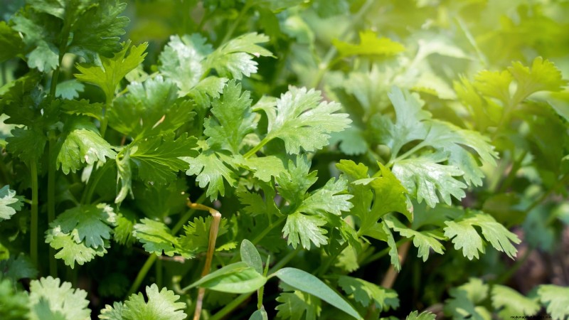 13 Best September Greenhouse Crops for a Winter Harvest