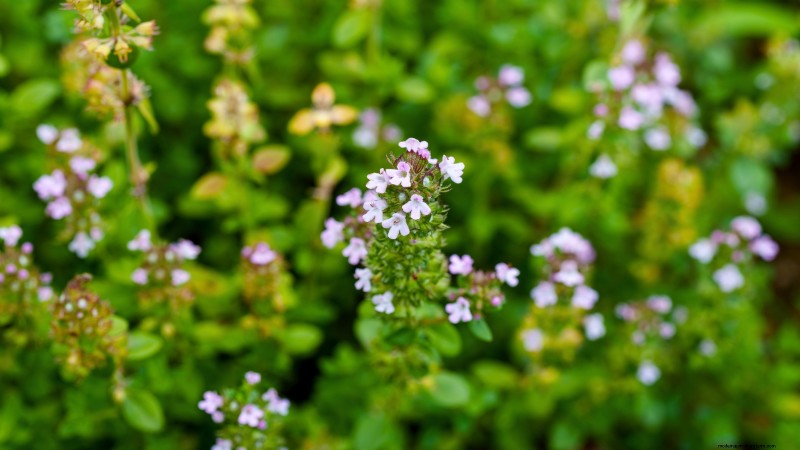 13 Best September Greenhouse Crops for a Winter Harvest