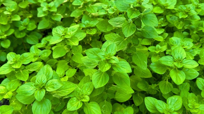 13 Best September Greenhouse Crops for a Winter Harvest