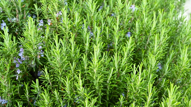 13 Best September Greenhouse Crops for a Winter Harvest