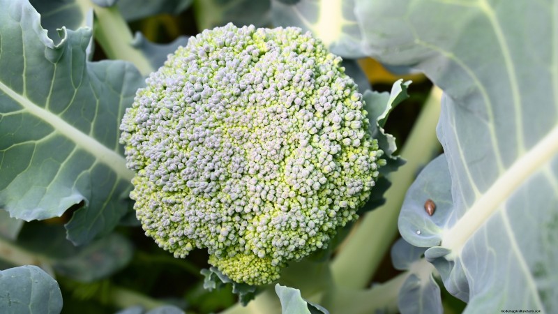 13 Best September Greenhouse Crops for a Winter Harvest