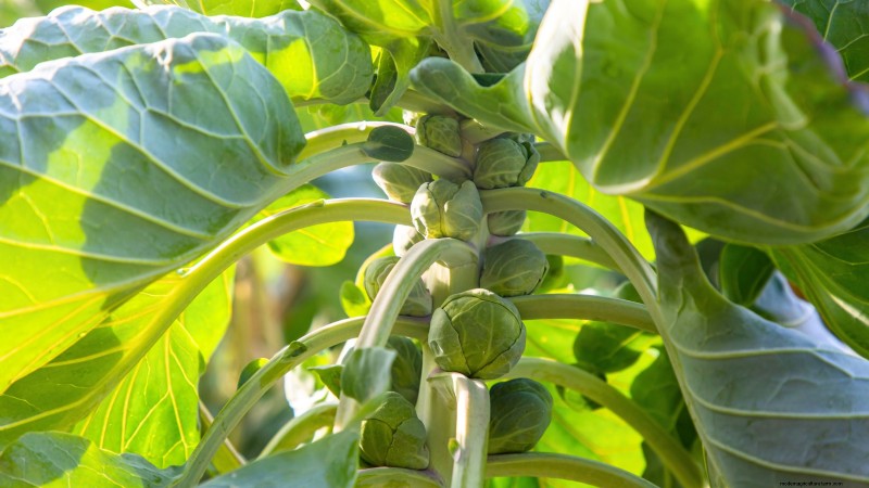 13 Best September Greenhouse Crops for a Winter Harvest