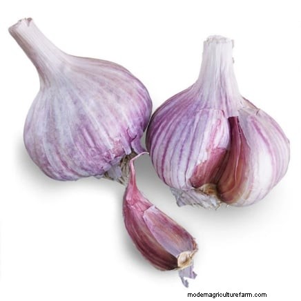 Beginner’s Guide to Garlic Growing: Timing, Varieties & Soil Prep