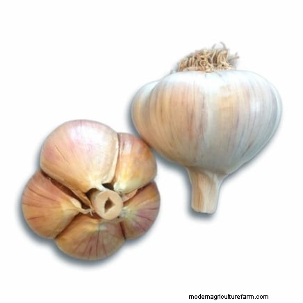 Beginner’s Guide to Garlic Growing: Timing, Varieties & Soil Prep