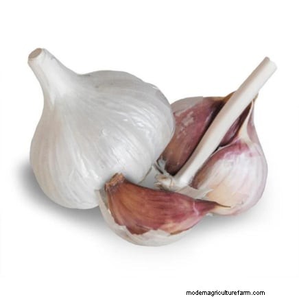 Beginner’s Guide to Garlic Growing: Timing, Varieties & Soil Prep