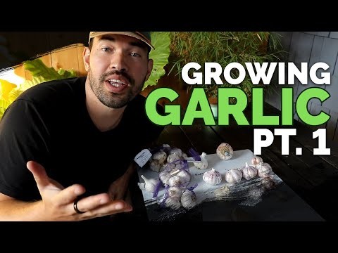 Beginner’s Guide to Garlic Growing: Timing, Varieties & Soil Prep