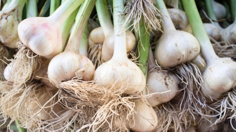 Beginner’s Guide to Garlic Growing: Timing, Varieties & Soil Prep