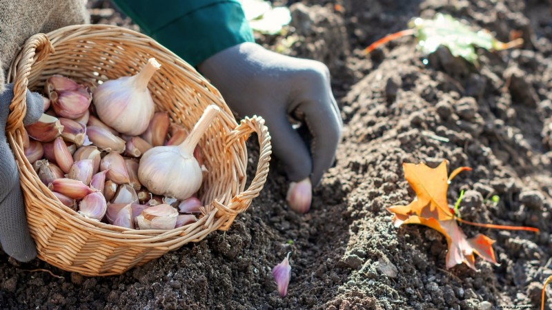 Beginner’s Guide to Garlic Growing: Timing, Varieties & Soil Prep