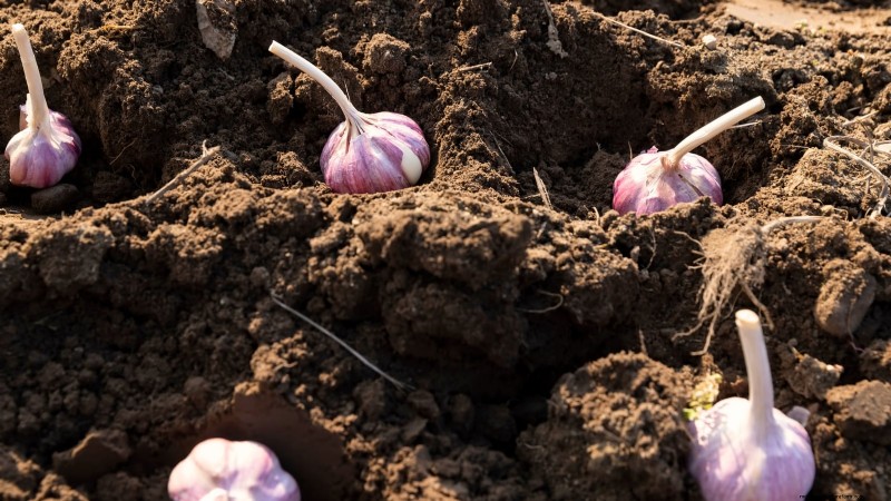 Beginner’s Guide to Garlic Growing: Timing, Varieties & Soil Prep