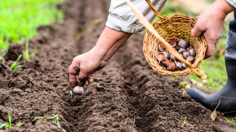 Beginner’s Guide to Garlic Growing: Timing, Varieties & Soil Prep